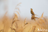 Savi s Warbler (Locustella luscinioides)