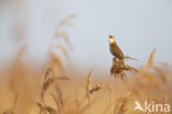 Savi s Warbler (Locustella luscinioides)