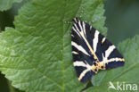 Jersey Tiger (Euplagia quadripunctaria)