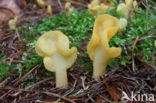 Spathularia flavida