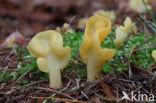 Spathularia flavida