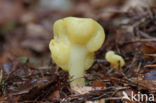 Spathularia flavida