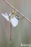 Steenrode heidelibel (Sympetrum vulgatum)