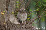 Steenuil (Athene noctua)