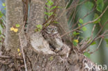 Steenuil (Athene noctua)