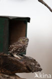 Little Owl (Athene noctua)