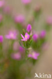 Strandduizendguldenkruid (Centaurium littorale)