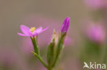 Seaside Centaury (Centaurium littorale)