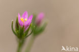 Seaside Centaury (Centaurium littorale)