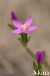 Seaside Centaury (Centaurium littorale)