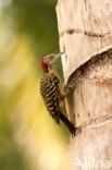 Hispaniolan Woodpecker (Melanerpes striatus)