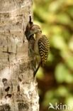 Hispaniolan Woodpecker (Melanerpes striatus)