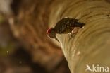 Hispaniolan Woodpecker (Melanerpes striatus)