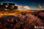 Heather