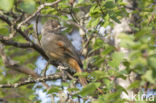 Siberian Jay (Perisoreus infaustus)