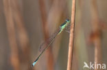 Scarce Blue-tailed Damselfly (Ischnura pumilio)