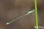 Scarce Blue-tailed Damselfly (Ischnura pumilio)