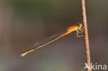 Scarce Blue-tailed Damselfly (Ischnura pumilio)