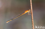 Scarce Blue-tailed Damselfly (Ischnura pumilio)