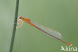 Scarce Blue-tailed Damselfly (Ischnura pumilio)