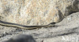 Thamnophis elegans elegans