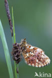 Boloria titania