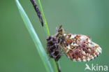 Titania s parelmoervlinder (Boloria titania)