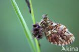 Boloria titania