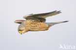 Common Kestrel (Falco tinnunculus)