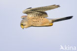 Common Kestrel (Falco tinnunculus)