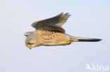 Torenvalk (Falco tinnunculus)