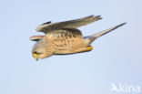 Common Kestrel (Falco tinnunculus)