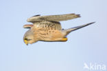 Common Kestrel (Falco tinnunculus)