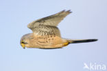 Common Kestrel (Falco tinnunculus)