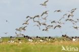 Common Redshank (Tringa totanus)