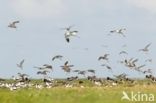 Common Redshank (Tringa totanus)