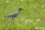 Common Redshank (Tringa totanus)