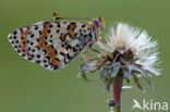 Tweekleurige parelmoervlinder (Melitaea didyma)