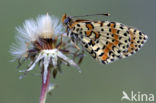 Spotted Fritillary (Melitaea didyma)