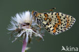 Tweekleurige parelmoervlinder (Melitaea didyma)