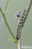 Broad-barred White (Hecatera bicolorata)