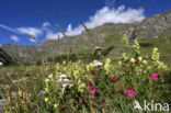 Val di Rhemes