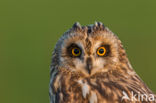 Short-eared Owl (Asio flammeus)