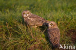 Short-eared Owl (Asio flammeus)