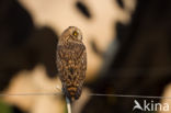 Short-eared Owl (Asio flammeus)