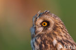 Short-eared Owl (Asio flammeus)