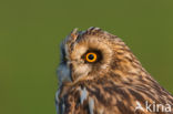 Short-eared Owl (Asio flammeus)