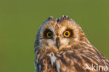 Short-eared Owl (Asio flammeus)