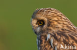 Short-eared Owl (Asio flammeus)