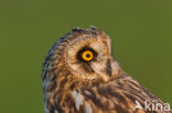 Short-eared Owl (Asio flammeus)